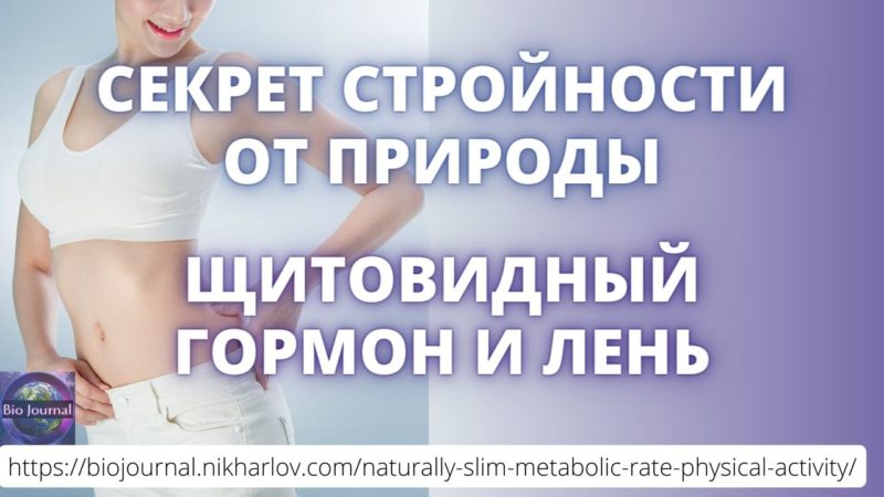 Стройные люди двигаются меньше толстых, сжигают больше энергии, их метаболизм более эффективен